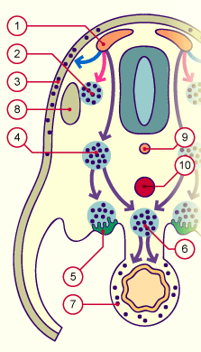 media/module22/v2k_CellCretNeur.gif