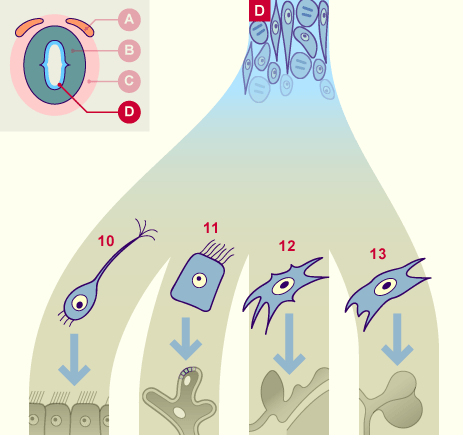 media/module22/v4c_cellulderiveesD.gif