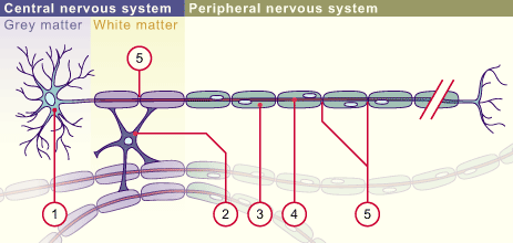 media/module22/v4e4_myelinisation.gif