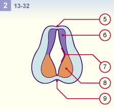 media/module22/v5d_developsegmentPOP2.gif