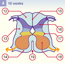 media/module22/v5d_developsegmentPOP4.gif