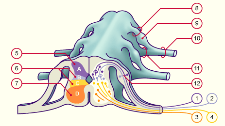 media/module22/v5g_organismoelle.gif