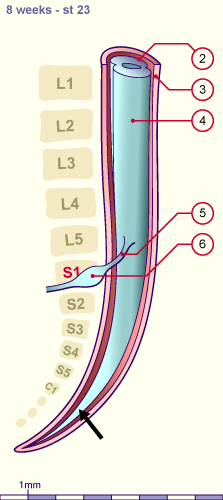 media/module22/v5j1_moelle.gif