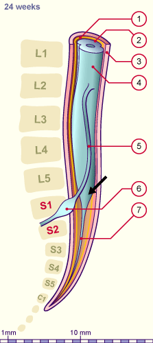 media/module22/v5j2_moelle.gif