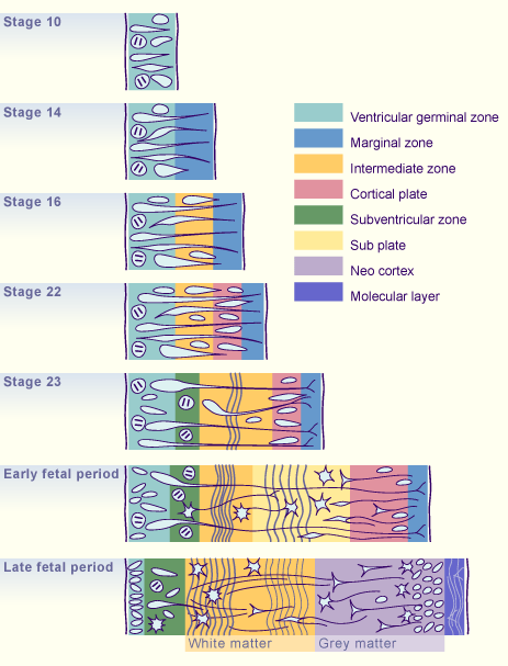 media/module22/v6f_migrcouchcorticale.gif