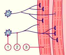 media/module22/v6h2_epissage.gif