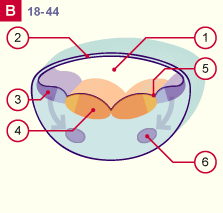 media/module22/v7a_developrostralB_st18.gif