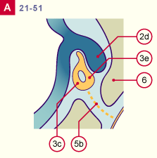 media/module22/v7f_adenohypo_st21.gif