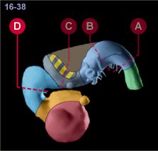 media/module22/v8a_planD_st16.gif