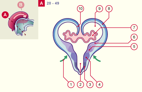 media/module22/v9c_develtelencephA_st20.gif