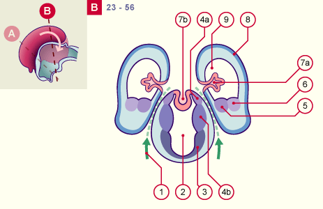 media/module22/v9c_develtelencephB_st23.gif