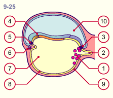 media/module3/3_3_embryo3w.gif