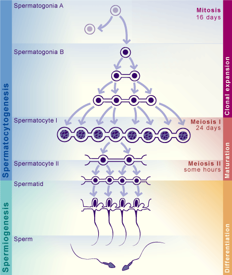 media/module3/c3e_spermatogenese.gif