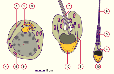 media/module3/c3h_spermiogenese.gif