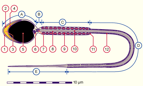 media/module3/c3i_spermium.gif