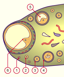 media/module3/c4a_graaffollik.gif