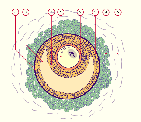 media/module3/c4e_follikelstadien.gif