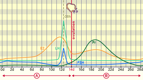 media/module3/c4i_hormonverlauf.png