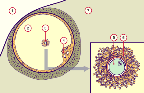 media/module4/d1i_sprungbereitfollik.gif