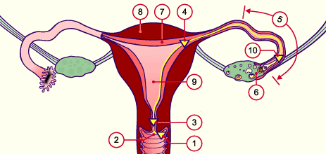 media/module4/d3a_weiblichtakt2.gif