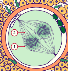 media/module4/d6f_eizelleC.gif