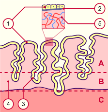 media/module6/g1a_endome.gif