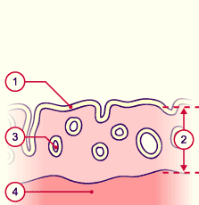 media/module6/g1c_prolifprec.gif