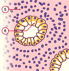 media/module6/g1fv_secrettard.gif