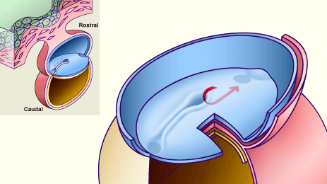 media/module7/h2a3_ligneprim.gif