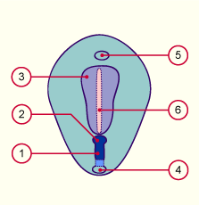 media/module7/h2d_ligneprim18.gif