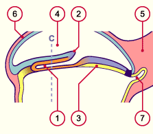 media/module7/h2ia3_astad7_21.gif