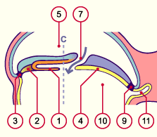 media/module7/h2ib1_astad8_23.gif