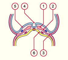 media/module7/h2ka_cstade9_27.gif