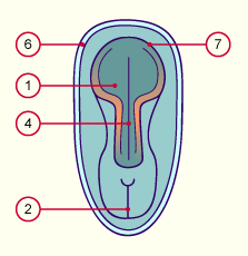 media/module7/h2na_neurulation.gif