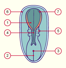 media/module7/h2nb_neurulation.gif