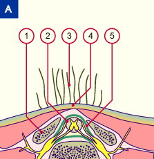 media/module7/h6a_occulta_b.gif