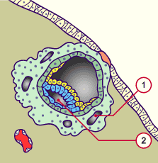 media/module8/carnegie/f2k_implant9j_synop.gif