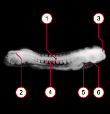 media/module8/carnegie/i1_kyotostad11_sml.jpg