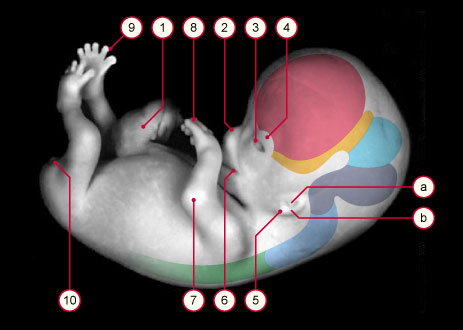 media/module8/carnegie/i1_kyotostad23.jpg