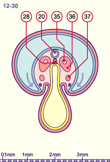 media/module8/i4_cstadNumeros/i4_cstad12_30N.gif