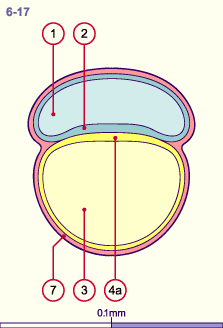 media/module8/i4_cstadNumeros/i4_cstad6_17N.gif