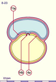 media/module8/i4_cstadNumeros/i4_cstad8_23N.gif