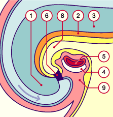 media/module8/i4f_plicephal30.gif