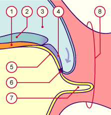 media/module8/i4g_plicaudal27.gif