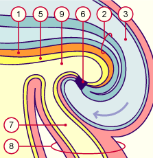 media/module8/i4h_plicaudal30.gif