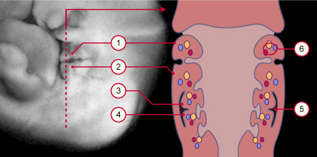 media/module8/i6f_embryocervic41j.jpg