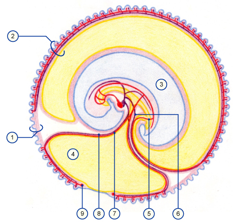 media/vet/module16/Dottersack_Allantkreis.jpg