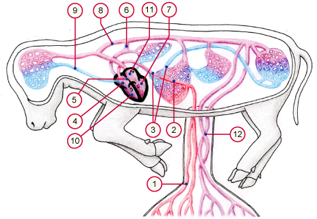 media/vet/module16/FetalerKreislauf.gif