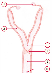 media/vet/module21/Uterus_hd.jpg