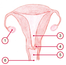 media/vet/module21/Uterus_mensch.jpg